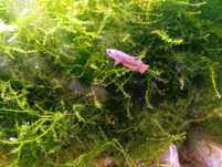 Peixes  Bettas juvenis
