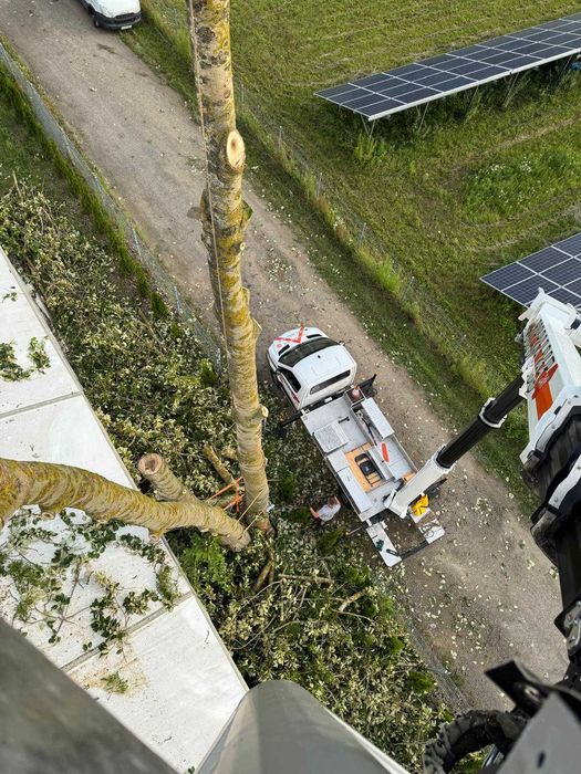 Wycinka drzew Podnośnik koszowy  Korekta Pielęgnacja  Przycinka