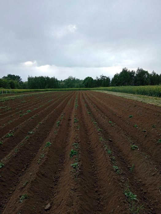Ziemniaki jadalne mniejszy kaliber