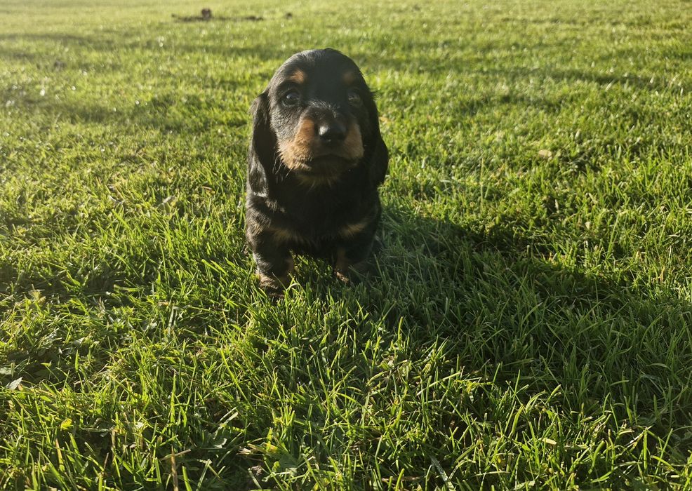 Jamnik długowłosy suczka standar