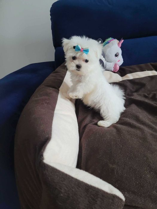 Maltańczyk mini Niepowtarzalnej urody słodziak Gotowy do zmiany domu