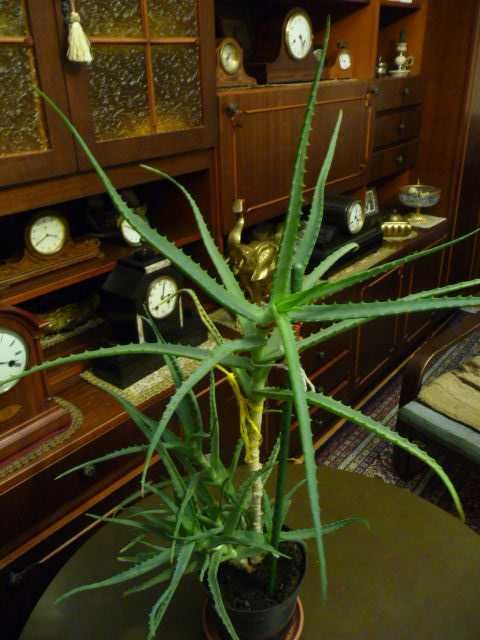 Aloes leczniczy, gruboliściasty, ponad 5 letni, 80 cm