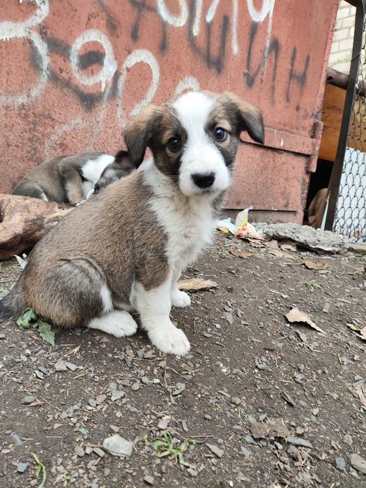 Цуценята (щенки) собаки
