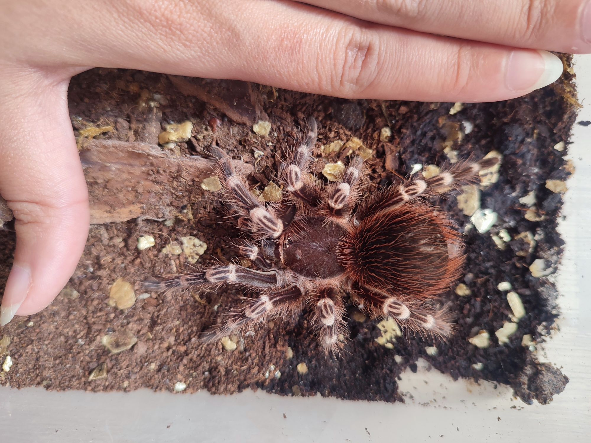 Pająk Ptasznik białokolanowy, samica Acanthoscurria geniculata 4 dc