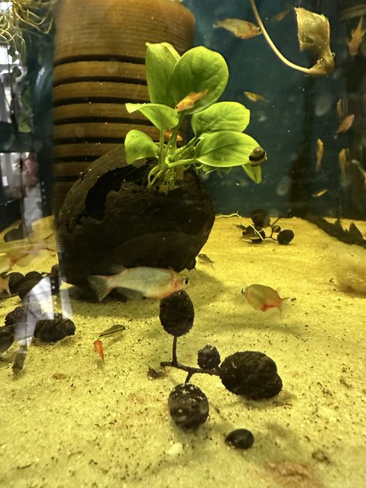 Oryzias woworae od Max zoo