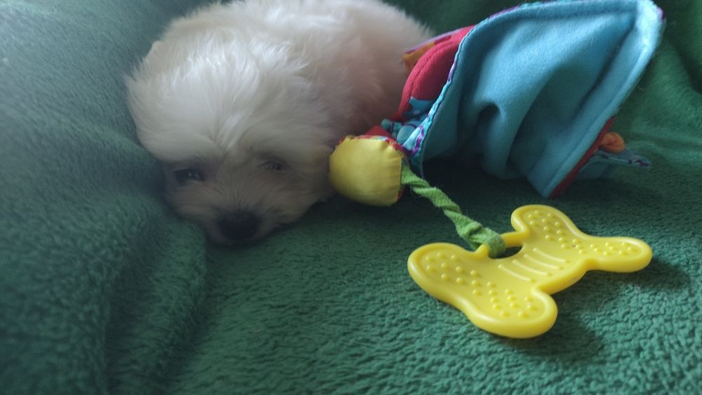 Maltipoo chłopiec Warszawa maltańczyk pudel