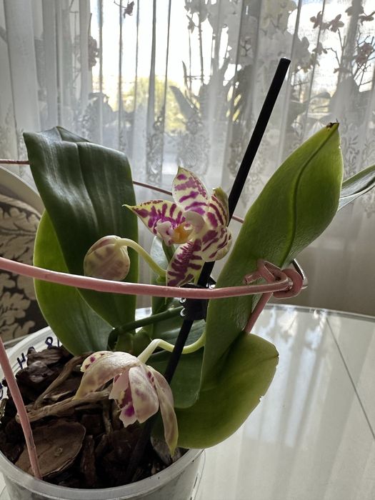 Продам орхідею від Мікі орхідс