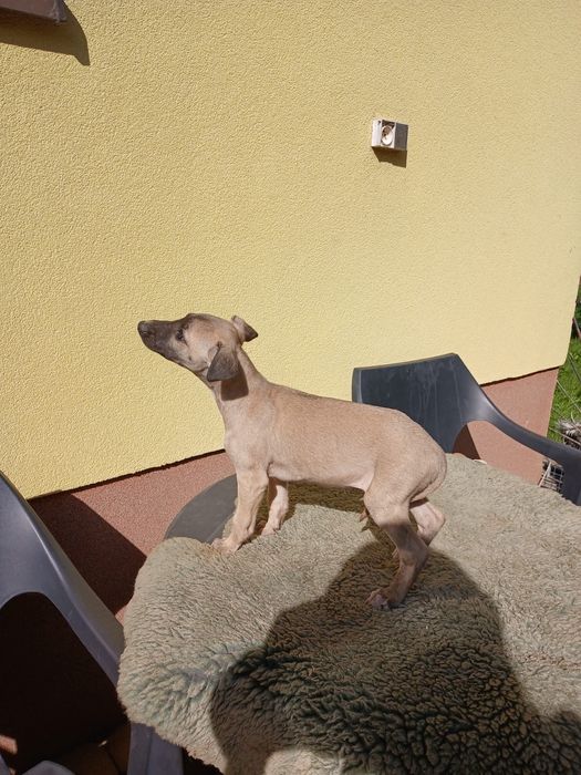 Chart Angielski Whippet śliczny piesek