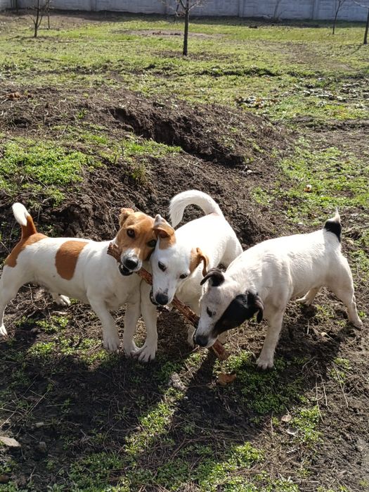 Цуценята Джек- Рассел-Тер'єр шукаємо хорошу родину