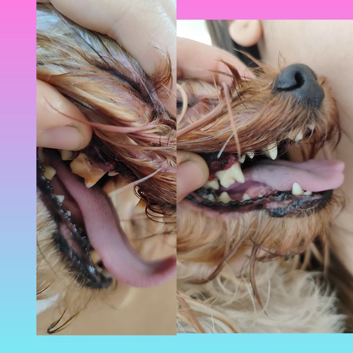 Ультразвуковая чистка зубов 650грн