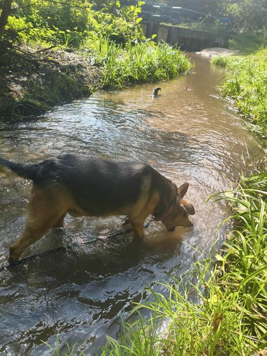 Łagodny, kochany, uwielbia przytulanie i głaskanie-Bueno