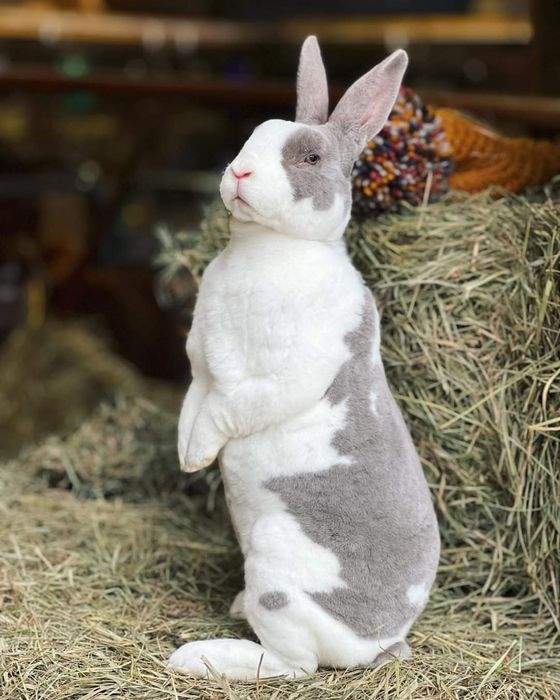 пропоную нові шкірки білого кролика породи панон
proponuyu novi shkirk