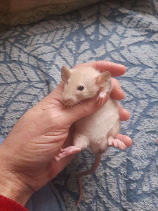 Сіамські ручні щурики.