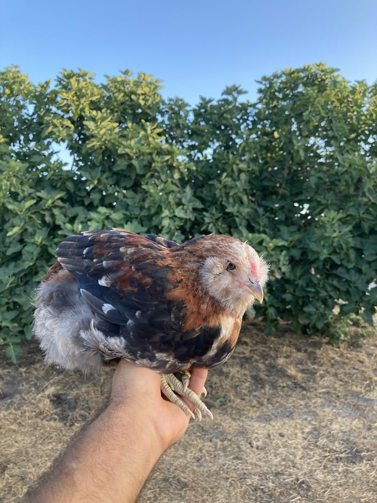 Frango Araucana Trigueiro Negro