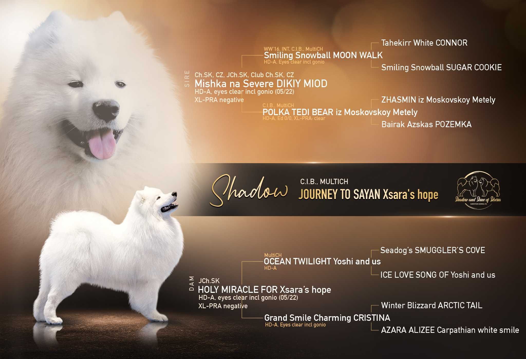 Samoyed reproduktor ZKwP stud dog FCI multichampion C.I.B