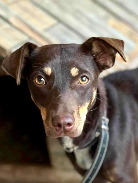Cudowna Brownie poleca się do adopcji ...