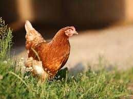 Kury Nioski młode ! Rossa Messa Sendi Leghorn Tetra i inne ! DOWÓZ !