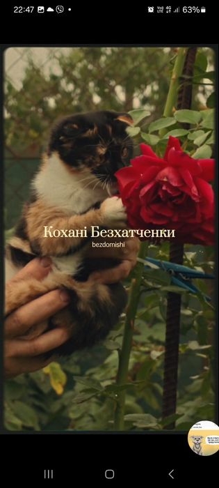 Кошеня, маленька киця добрим людям