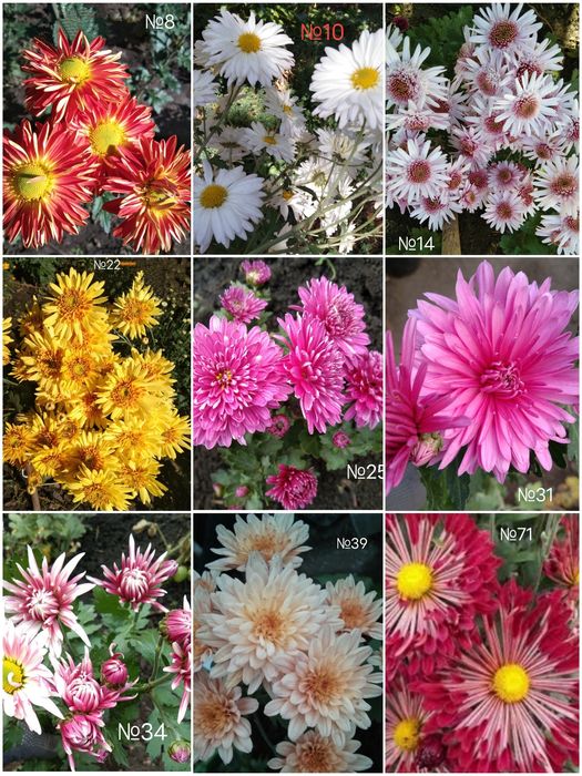 Продам маточне коріння хризантемитеми  різних сортів