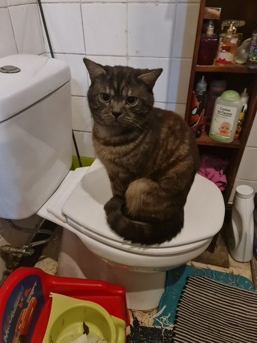 Gatinho lindo com 1 ano e meio