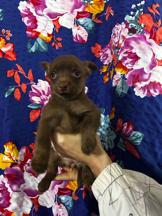 Piesek dom adopcji PUSZEK