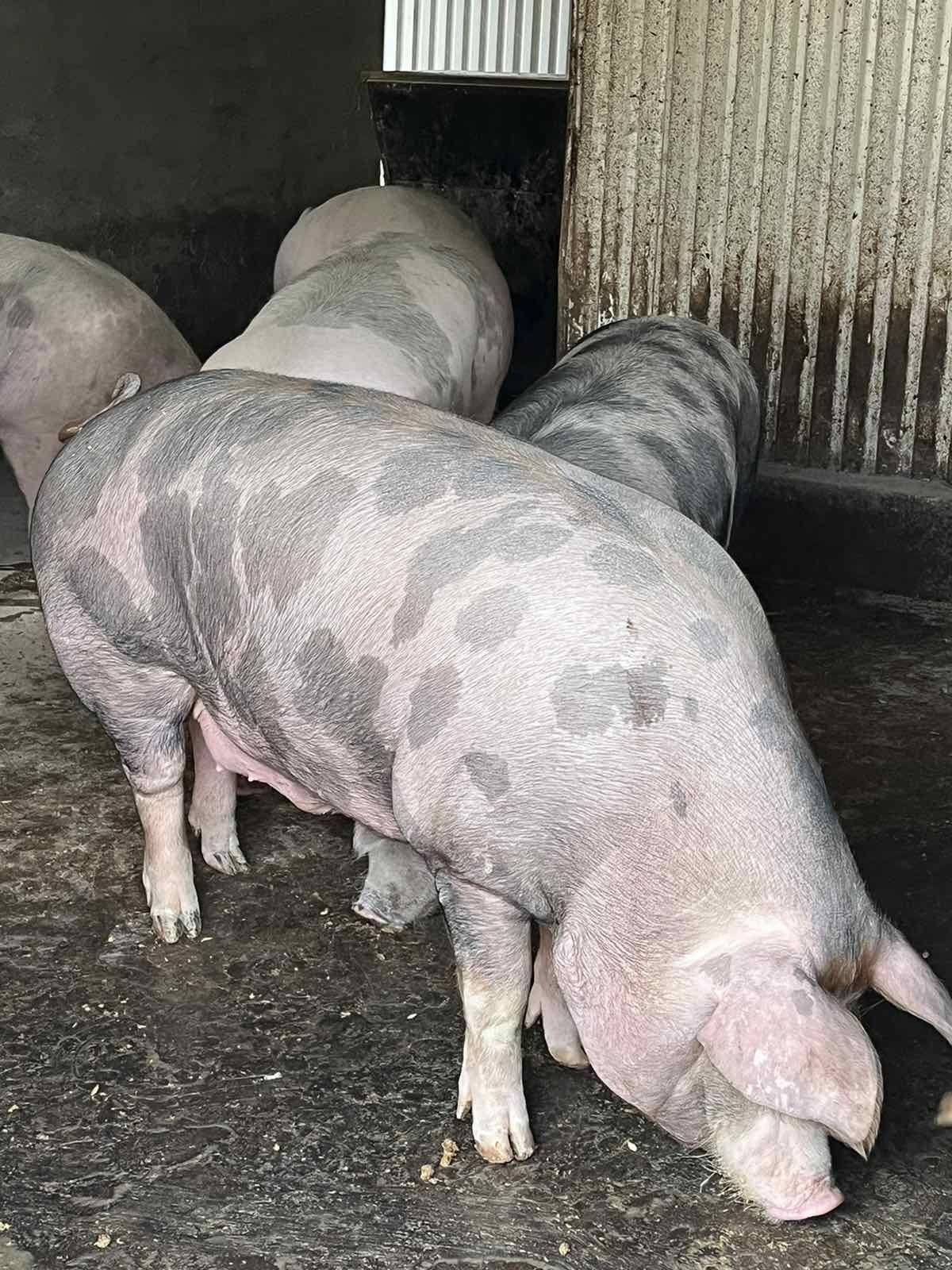 Продаються домашні свині