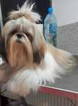 Piesek Shih Tzu z wielopokoleniowym rodowodem-gotowy do odbioru