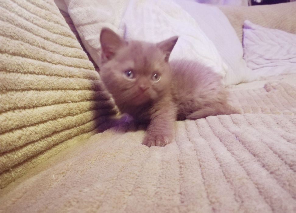 Kotek Brytyjski cynamonowa kotkay .. Puchate Cudo .. kociak