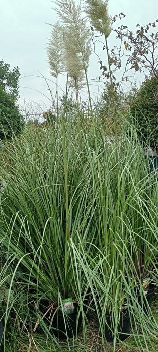 Trawa miskant olbrzymi,  miskanty, trawy pampasowe