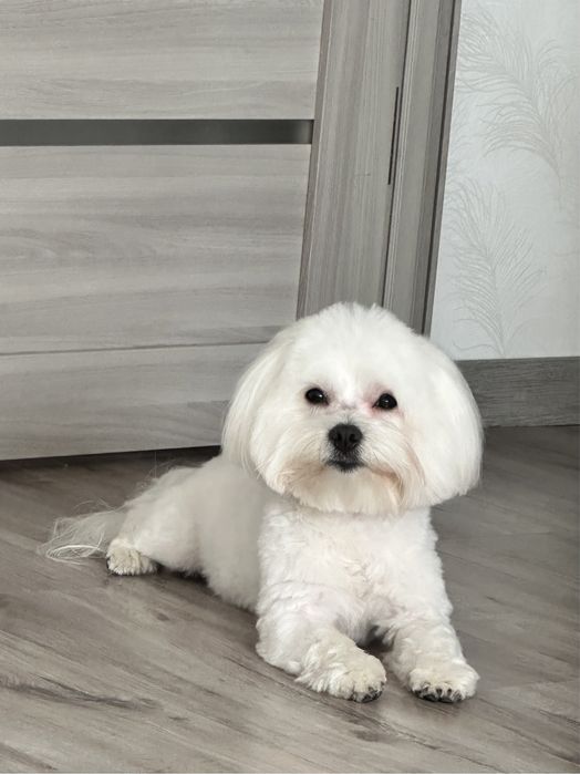 Вязка мальтезе(кобель)