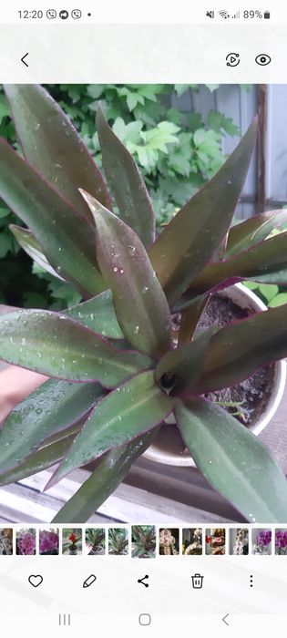 Каллизия,рео,традесканция срез