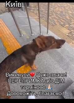 В Дніпровському районі Киіва викинули цього песика