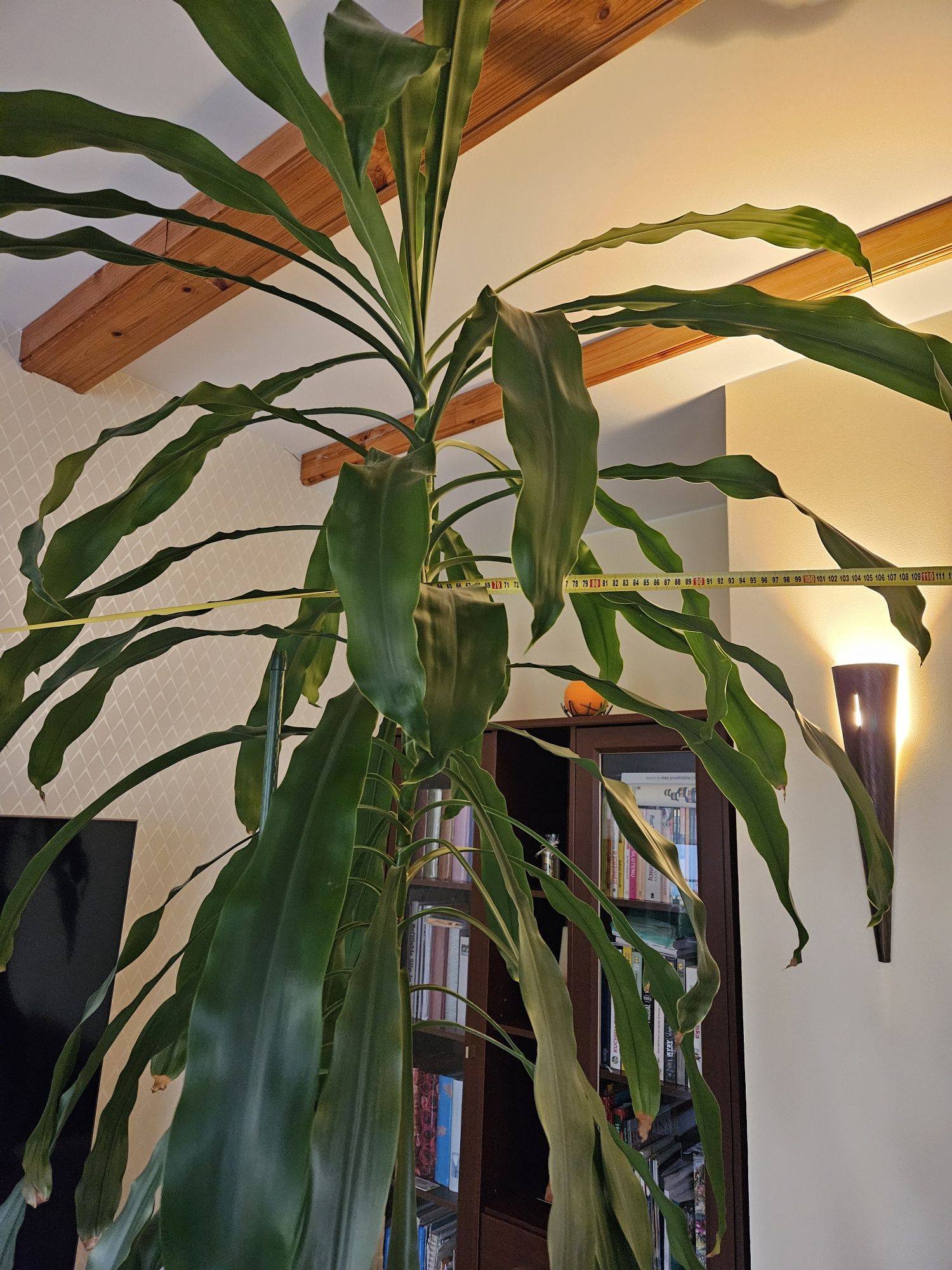 Dracena wonna - kwiat duży, ponad 240 cm