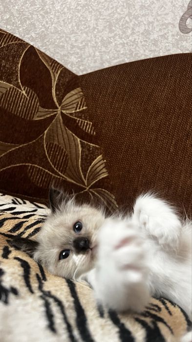 Кошенята в добрі руки