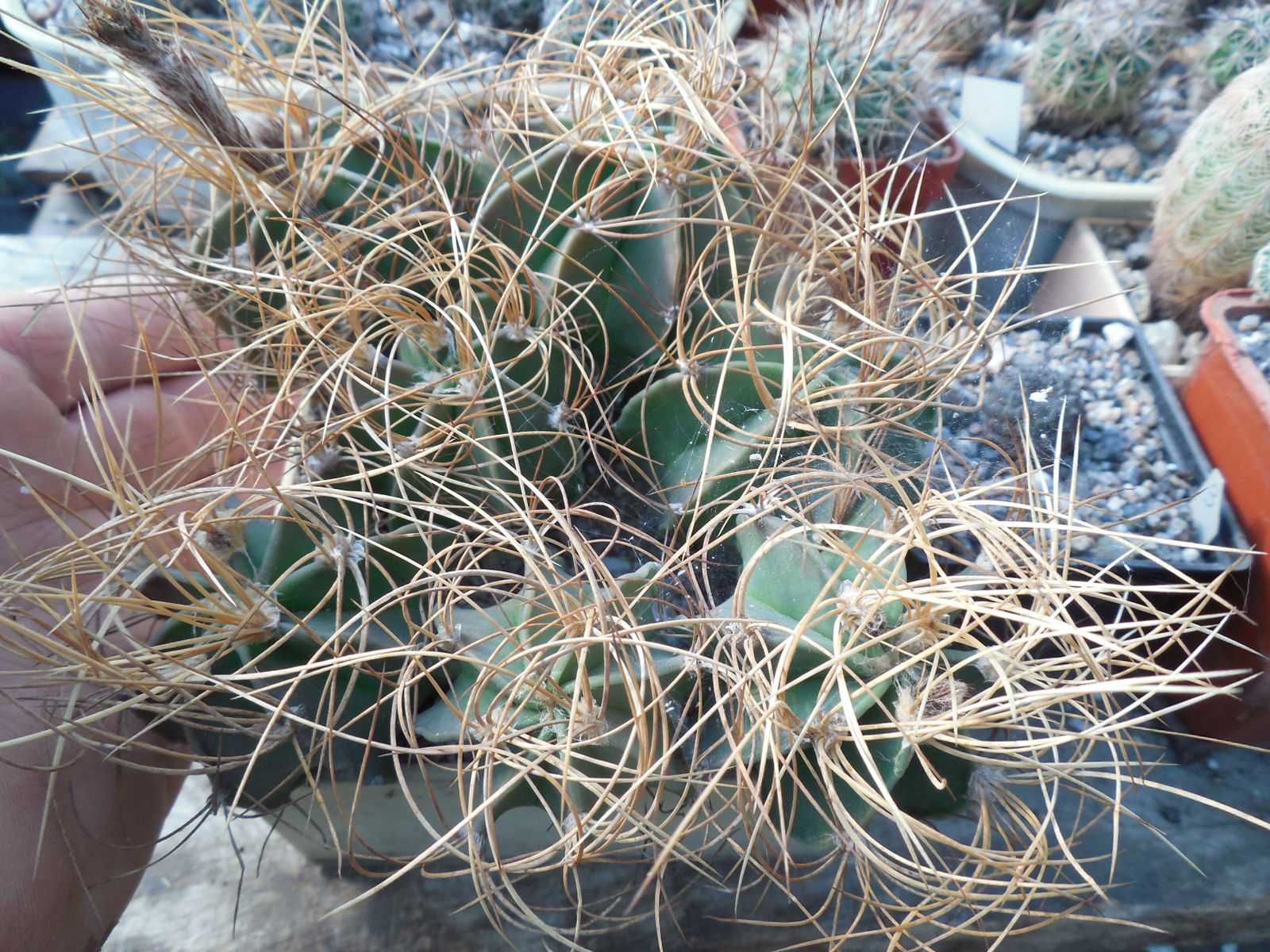 Mammillaria chionocephala