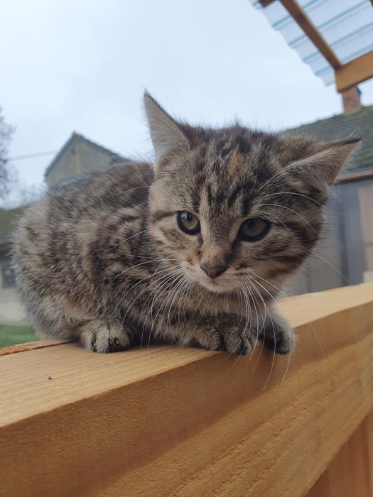 Dwie młode kocice szukają domu