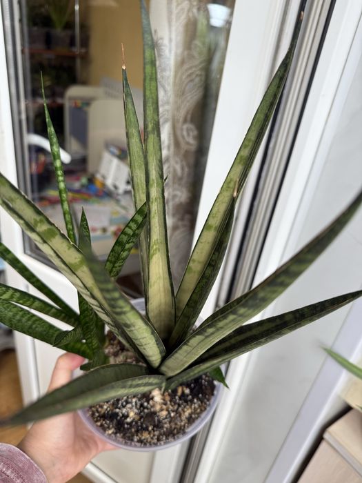 Сансевієрія санса сансівьєрія кордова вайт вар