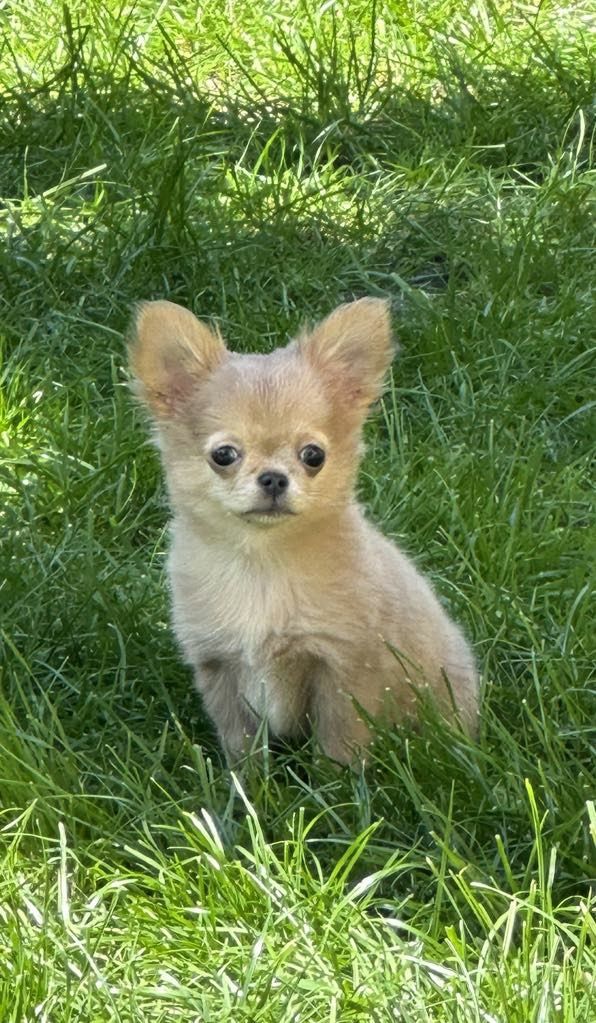 Psy rasowe Chihuahua boy Lilak merle malusi