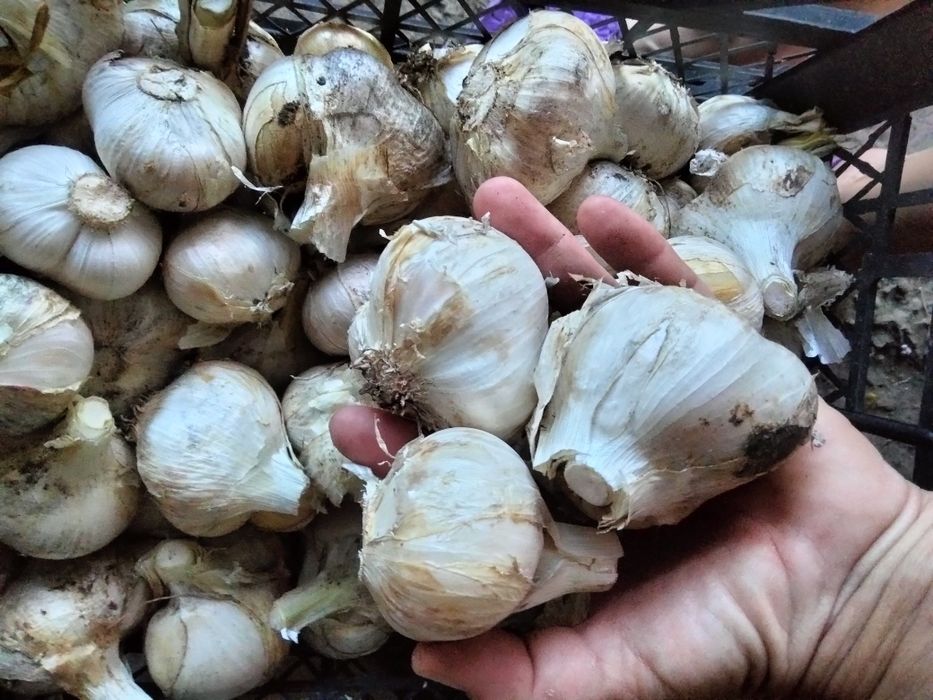 Продам часник Рокамболь