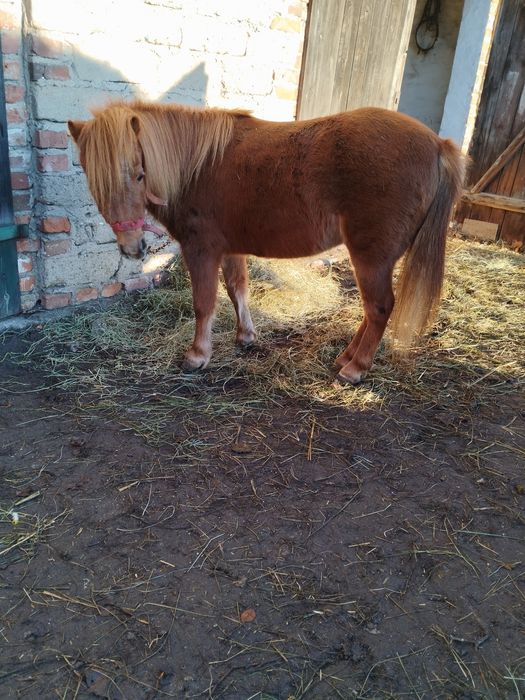 Sprzedam kucyka klacz