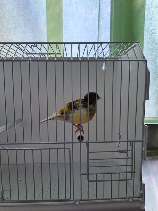 Canários Fife Fancy