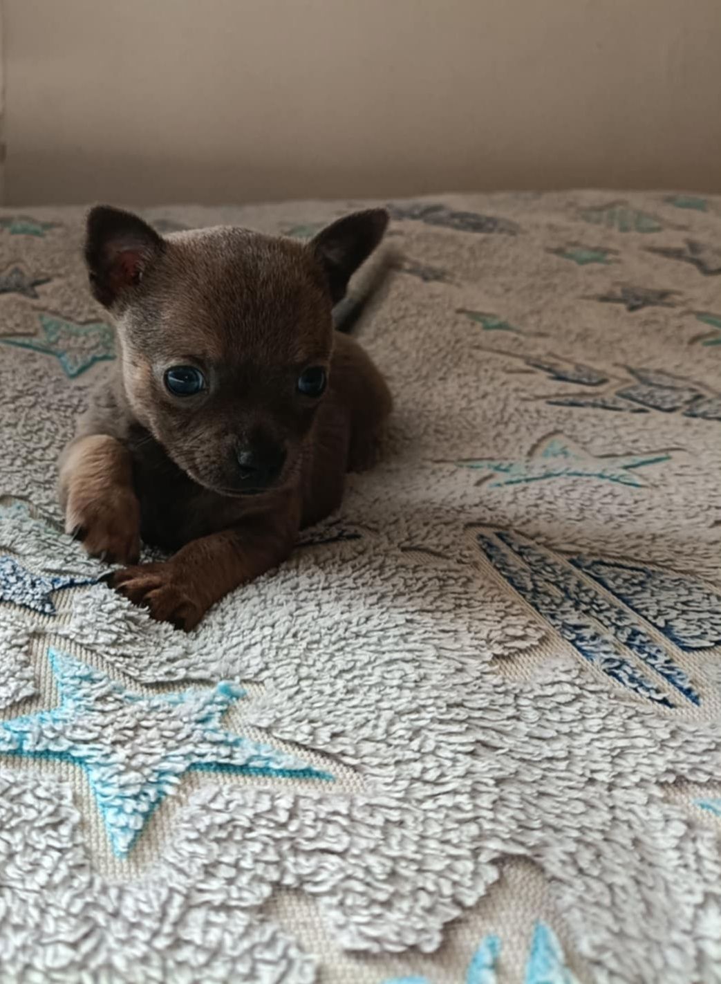 Chihuahua suczka