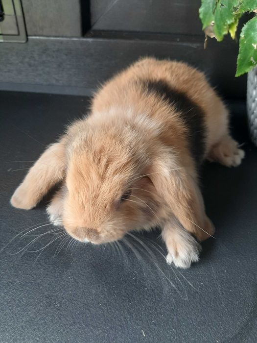 Króliki baranek miniaturka karzełek mini lop