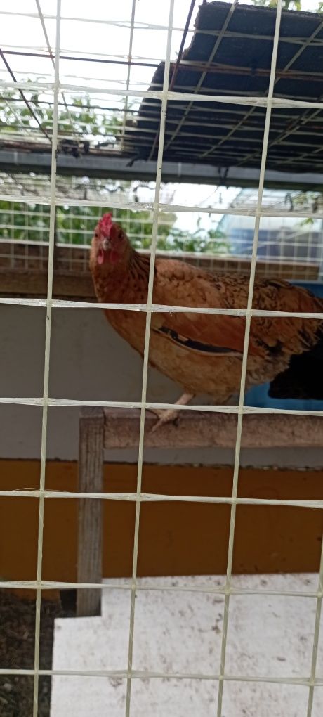 Продаю курей бентамок