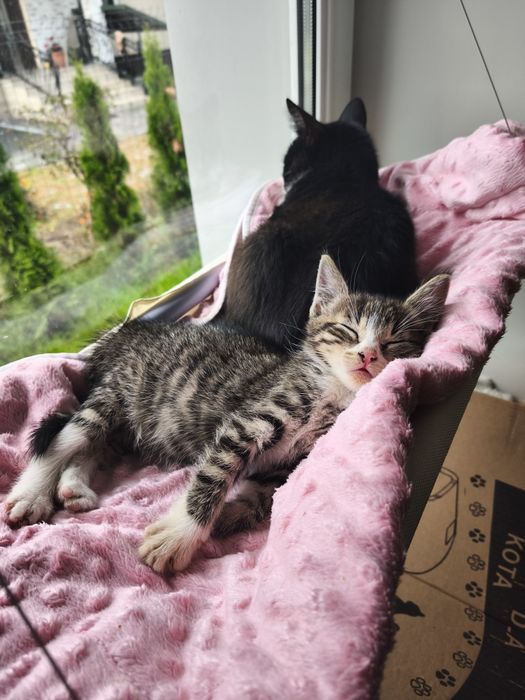 Kociaki do adopcji :)