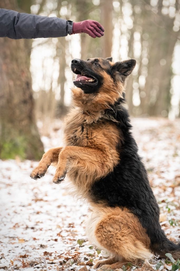 Młody Max ONek do adopcji!