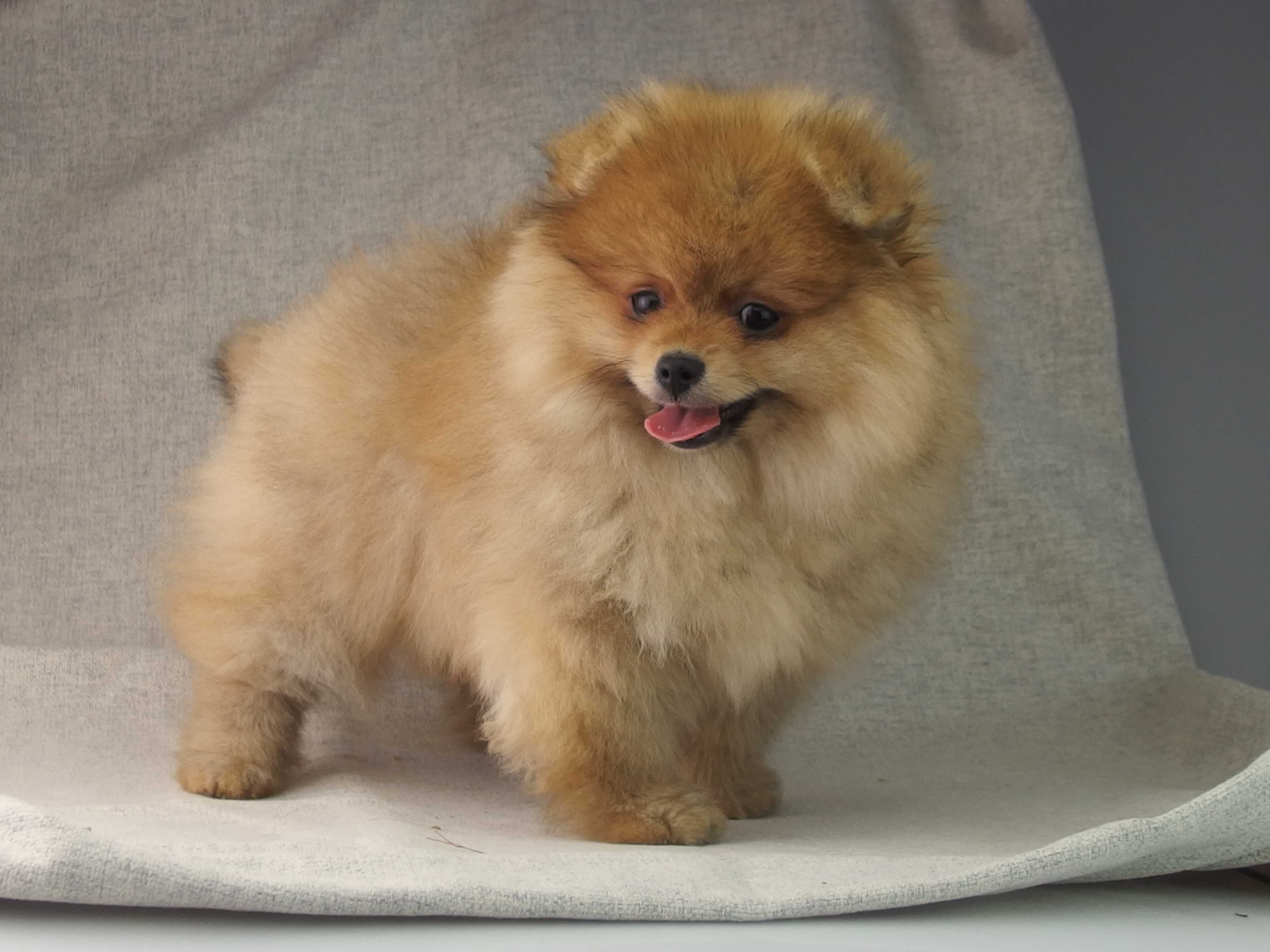 POMERANIAN   FCI szpic miniaturowy # SUCZKA