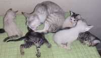 5 gatinhos lindos para adopção