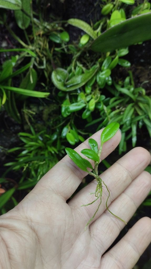 Мініатюрна орхідея bulbophyllum  clandestinum