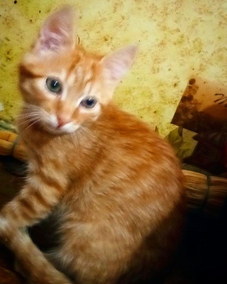 Подарую руде кошеня